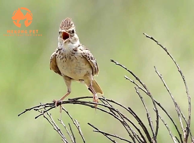 Mua Bán Chim Sơn Ca: Hướng Dẫn Từ A Đến Z!